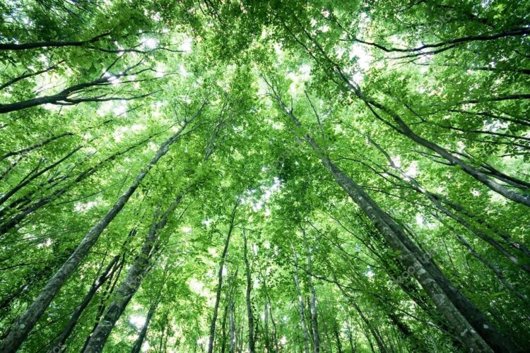  Προστασία Πράσινης αναπνοής – Διατήρηση  ποιοτικής ζωής Η 21η Μαρτίου ανακηρύχθηκε Παγκόσμια Ημέρα Δασοπονίας και συμπίπτει με την εαρινή ισημερία και την πρώτη ημέρα της άνοιξης. Το δάσος συνειρμικά μας παραπέμπει σε εικόνες περιπάτου, σωματικής άσκησης, πολύχρωμων φυτών, σε φωνές τετράποδων ζώων και πουλιών, σε ποικίλες οσμές που χαλαρώνουν το πνεύμα και τη ψυχή του […]